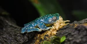 Frog Feeding