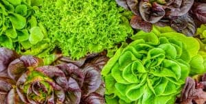 Plant. Eat. Repeat. Workshop: Container Gardening for Edible Plants