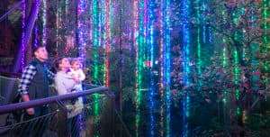 Garden Lights, Holiday Nights Member Premiere