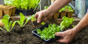 Healthy Soil: Reimagining Compost