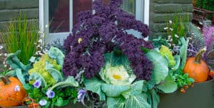 Edible Gardening in Small Spaces