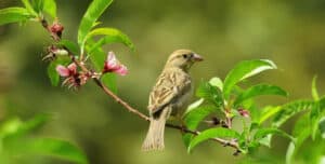 Gardening for Birds