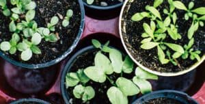 Container Gardening