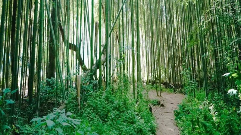 East Palisades- Black Friday Hike