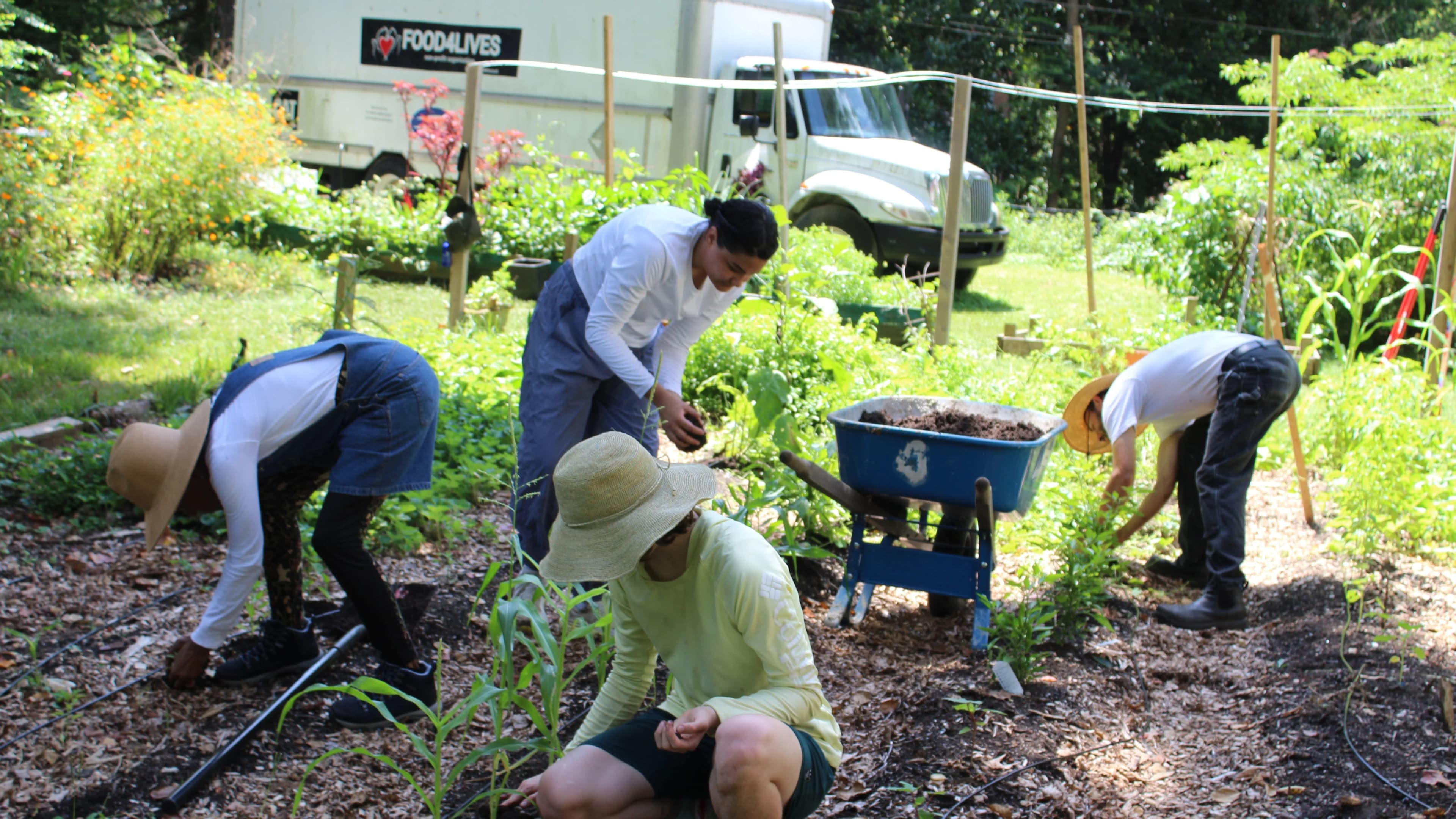 Grow What You Eat: Volunteer Morning at Food4Lives Community Garden + Free Lunch