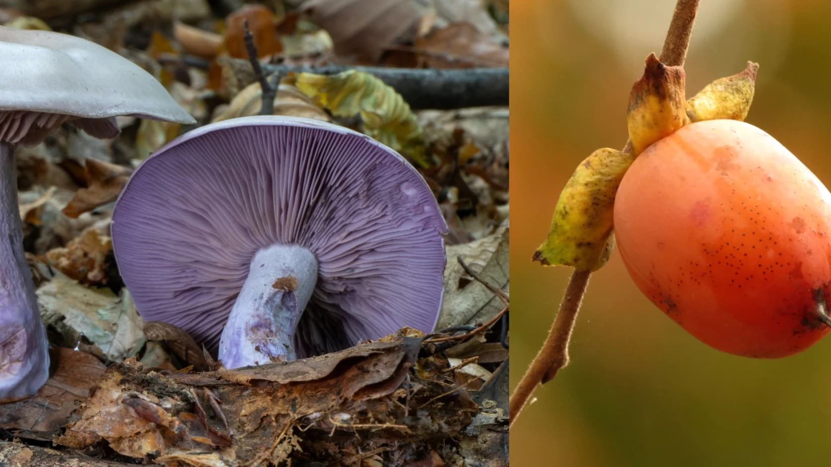 Intro to Foraging