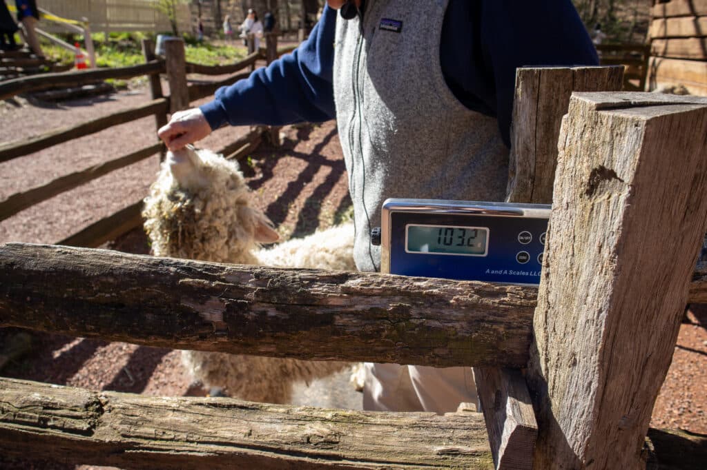 Greet the Sheep and Goats